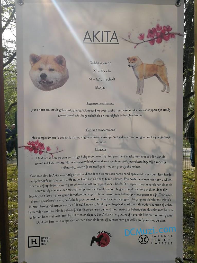 秋田犬